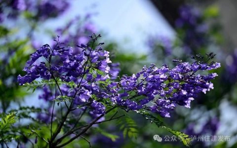 闯入紫色童话！泸州蓝花楹全城盛放，解锁唯美打卡点→