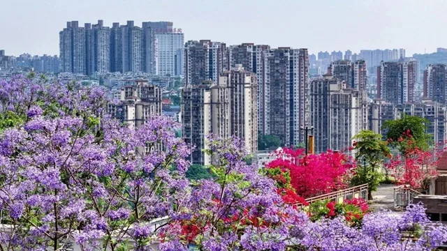闯入紫色童话!泸州蓝花楹全城盛放,解锁唯美打卡点→