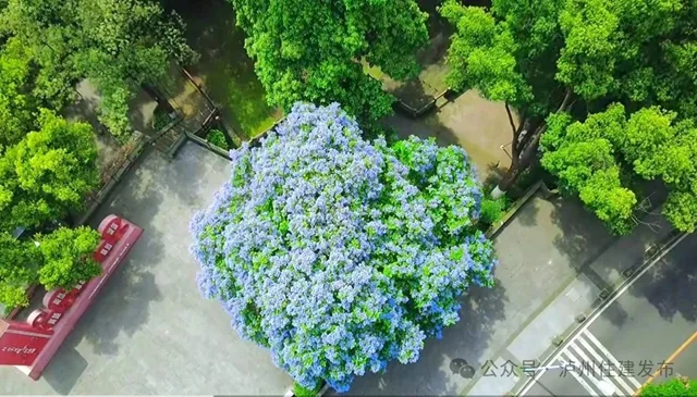 闯入紫色童话！泸州蓝花楹全城盛放，解锁唯美打卡点→