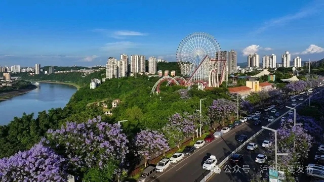 闯入紫色童话!泸州蓝花楹全城盛放,解锁唯美打卡点→(图5) 5.jpg