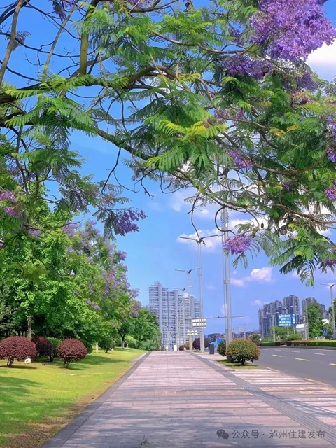 闯入紫色童话!泸州蓝花楹全城盛放,解锁唯美打卡点→(图12) 12.jpg