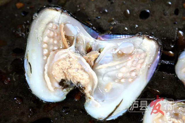 揭秘!泸县的珍珠是这样被“种”出来的(图7) 7.jpg