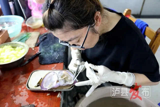 揭秘!泸县的珍珠是这样被“种”出来的