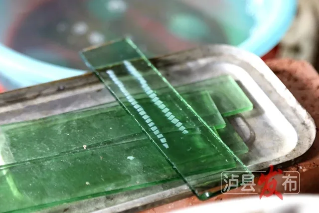 揭秘！泸县的珍珠是这样被“种”出来的