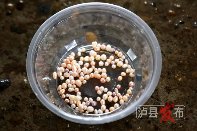 揭秘!泸县的珍珠是这样被“种”出来的(图8) 8.jpg