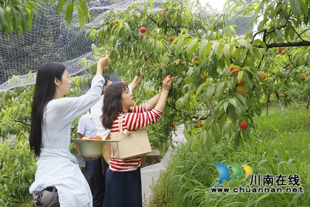 龙马潭:蜜桃飘香迎丰收 采摘游园促振兴