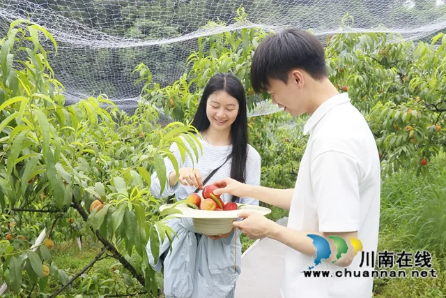 龙马潭：蜜桃飘香迎丰收 采摘游园促振兴