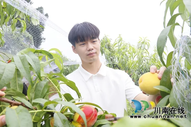 龙马潭:蜜桃飘香迎丰收 采摘游园促振兴
