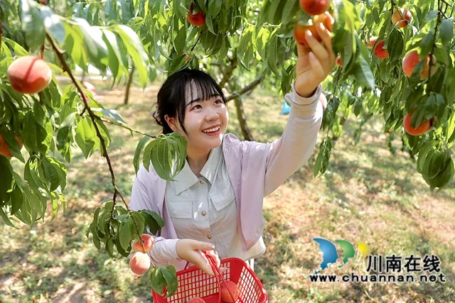 龙马潭:蜜桃飘香迎丰收 采摘游园促振兴(图6) 6.沙田塆生态农场“红美人”(胡晓霞摄).jpg