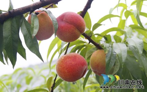 龙马潭：蜜桃飘香迎丰收 采摘游园促振兴
