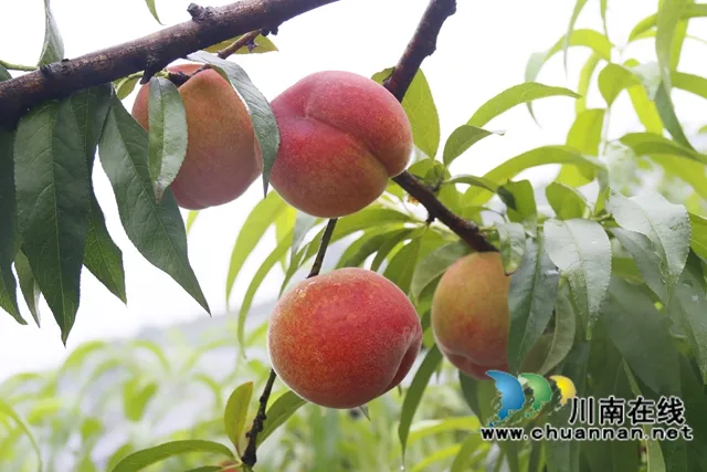 龙马潭:蜜桃飘香迎丰收 采摘游园促振兴