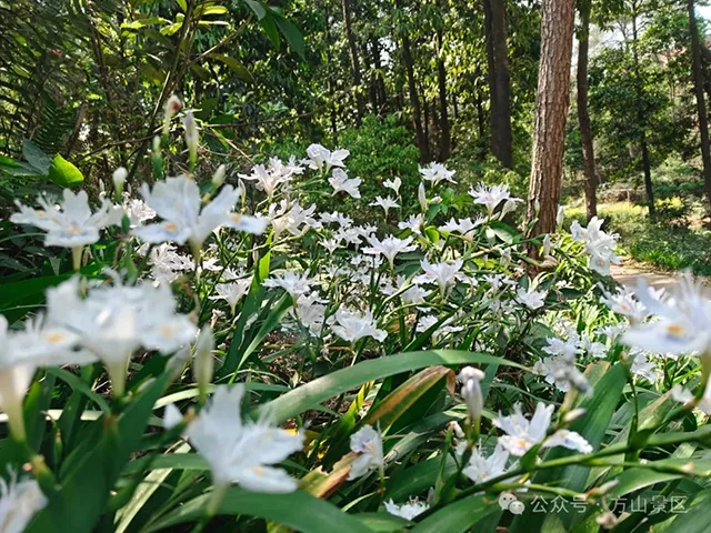 泸州方山景区明确:5月12日,这类人群免票!