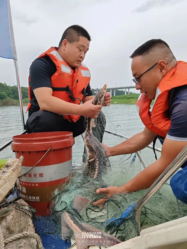 不得了!在长江泸州段,科研捞起67条长江鲟(图2) 2.jpg