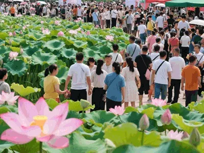 5km徒步活动、音乐会、露营、亲子活动……江阳区泰安街道“荷”你有约