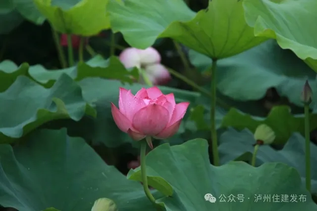 快去打卡！泸州植物园的荷花又开啦