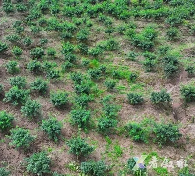 叙永黄坭:九叶青花椒丰收 无人机运输省力又省心