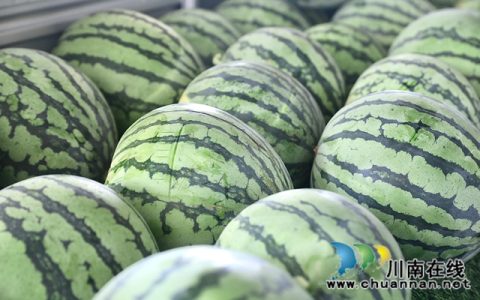 龙马潭：60余亩麒麟瓜成熟 甜蜜上市受热捧