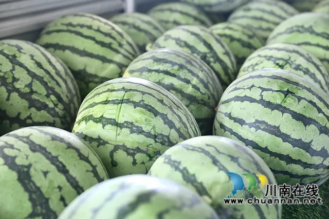 龙马潭:60余亩麒麟瓜成熟 甜蜜上市受热捧