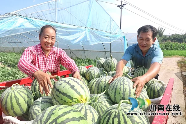 龙马潭:60余亩麒麟瓜成熟 甜蜜上市受热捧