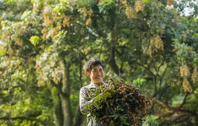 全国认证!泸州这里的桂圆“甜”出圈