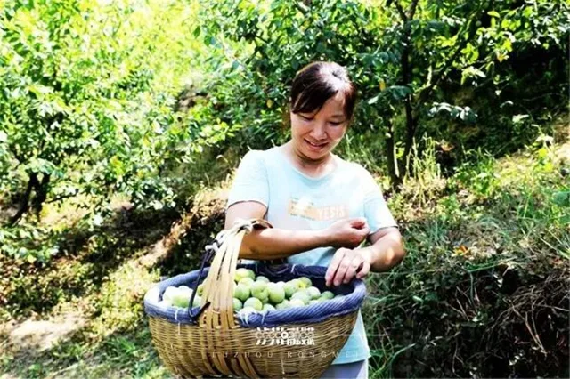 一桥连通三省,叙永水潦冰脆李红火出山(图2) 水2.jpg