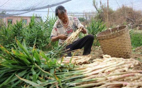 脆香嫩的牛滩生姜： 一口“嚼透”泸州人的舌尖乡愁