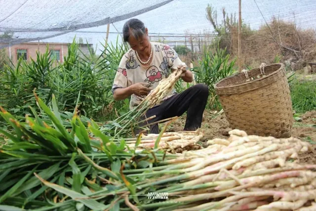 脆香嫩的牛滩生姜: 一口“嚼透”泸州人的舌尖乡愁