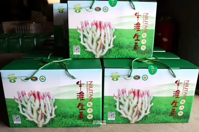 脆香嫩的牛滩生姜: 一口“嚼透”泸州人的舌尖乡愁(图5) 牛5.jpg