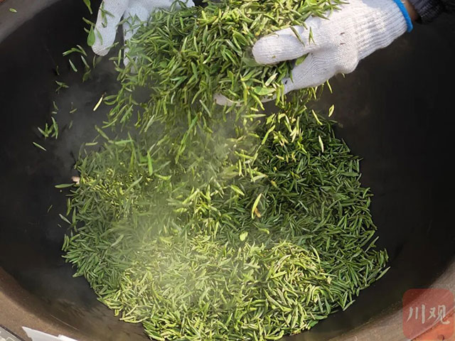 宜宾早茶抢“鲜”上市