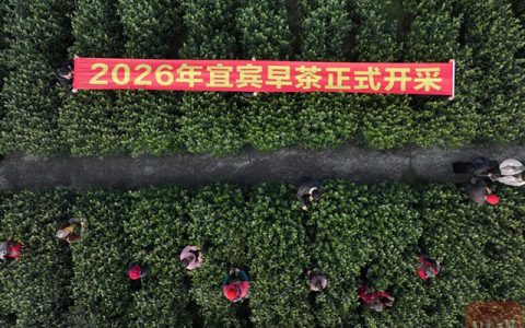 宜宾早茶抢“鲜”上市