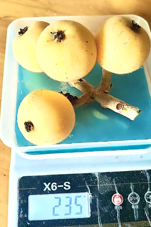 纳溪天仙镇枇杷采摘等你来 初夏的第一口泯甜~