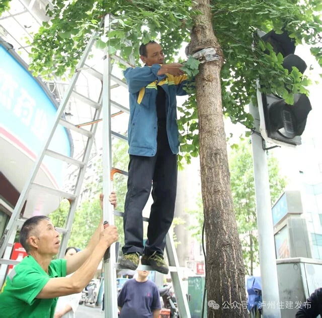 铁钉入木、铁丝勒树……泸州发起“拔钉解绑”护树行动(图4) 树4.jpg
