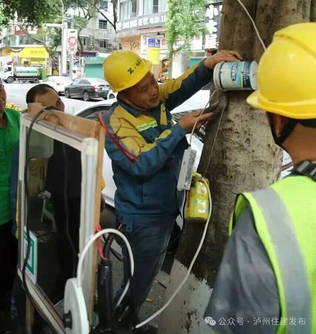 铁钉入木、铁丝勒树……泸州发起“拔钉解绑”护树行动(图3) 树3.jpg