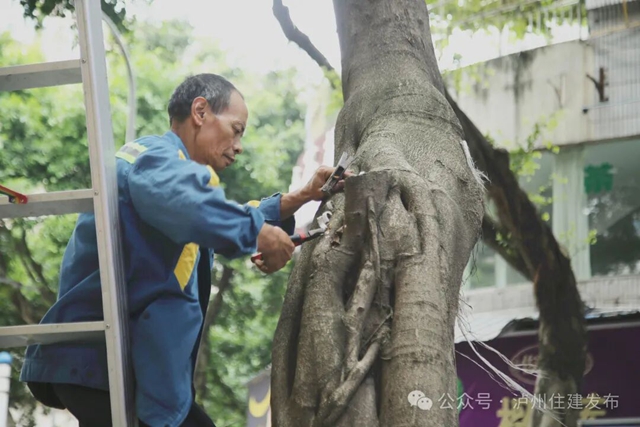铁钉入木、铁丝勒树……泸州发起“拔钉解绑”护树行动(图2) 树2.jpg