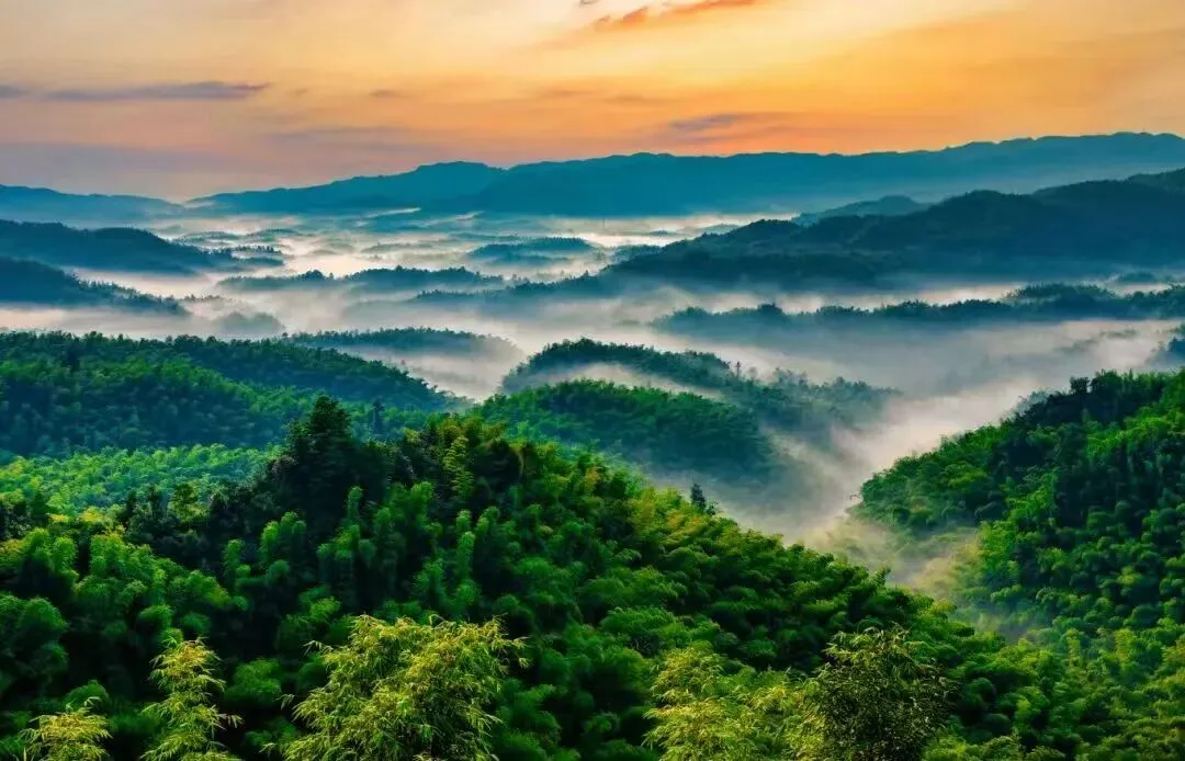 泸宜一日漫游｜追非遗伞韵，赴万亩竹海，解锁川南治愈时光
