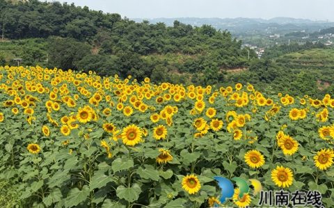 龙马潭：50亩向日葵向阳盛放 成为市民近郊游玩新晋打卡地