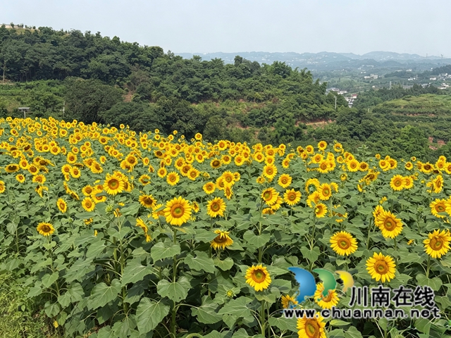 龙马潭:50亩向日葵向阳盛放 成为市民近郊游玩新晋打卡地