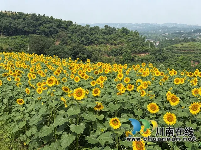 龙马潭:50亩向日葵向阳盛放 成为市民近郊游玩新晋打卡地