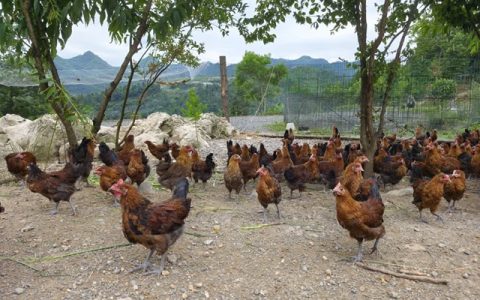 古蔺：一鸡多变！白泥全鸡宴邀你上桌