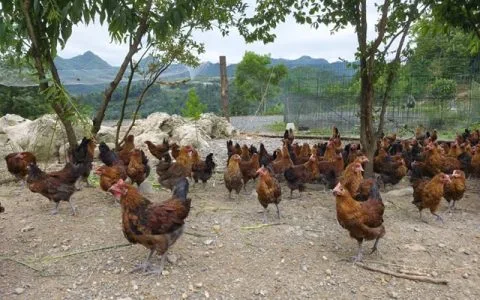 古蔺：一鸡多变！白泥全鸡宴邀你上桌