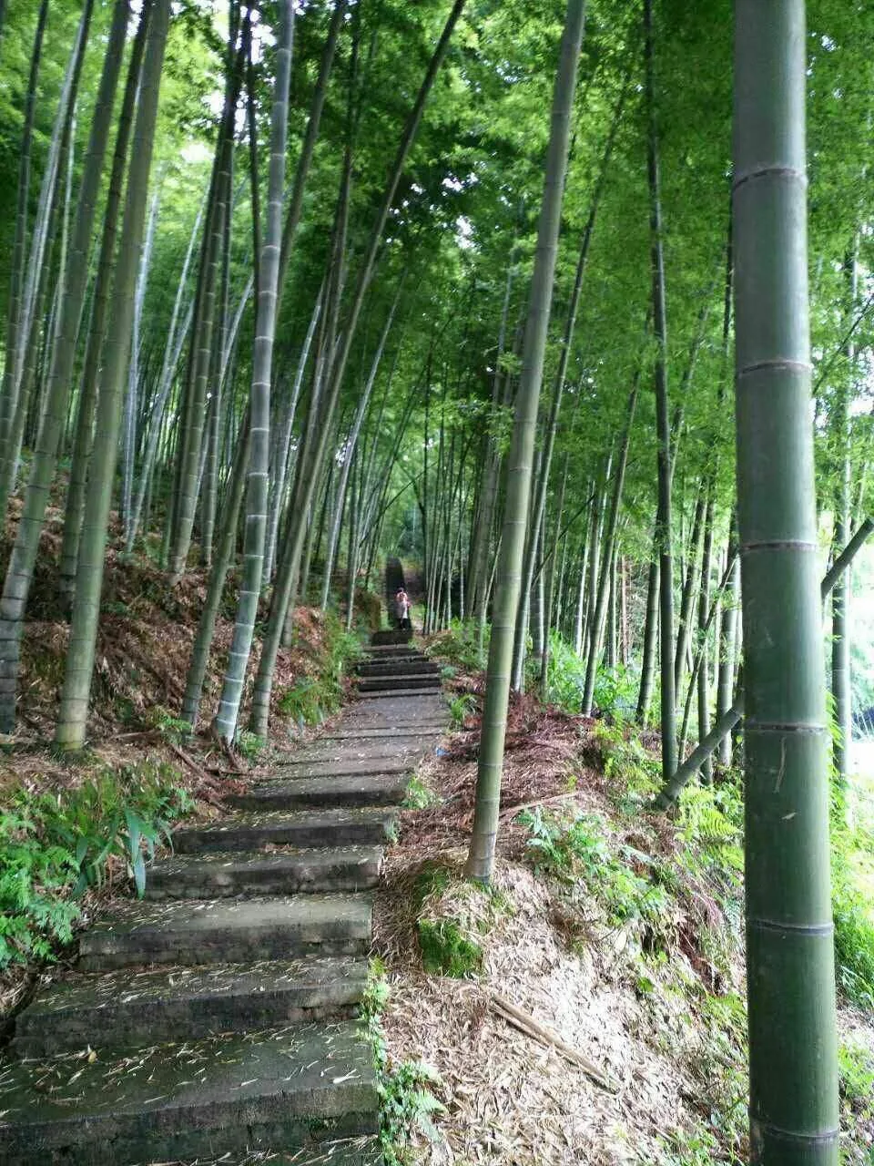 大旺竹海里的“宝藏”:安静沉醉的纳溪风景,有竹亦有酒