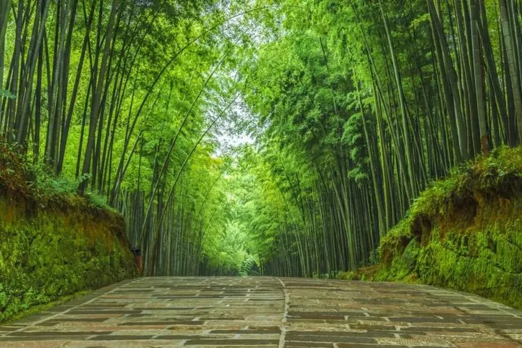 大旺竹海里的“宝藏”:安静沉醉的纳溪风景,有竹亦有酒
