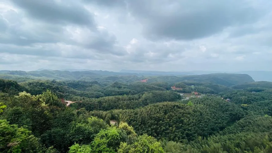 大旺竹海里的“宝藏”:安静沉醉的纳溪风景,有竹亦有酒