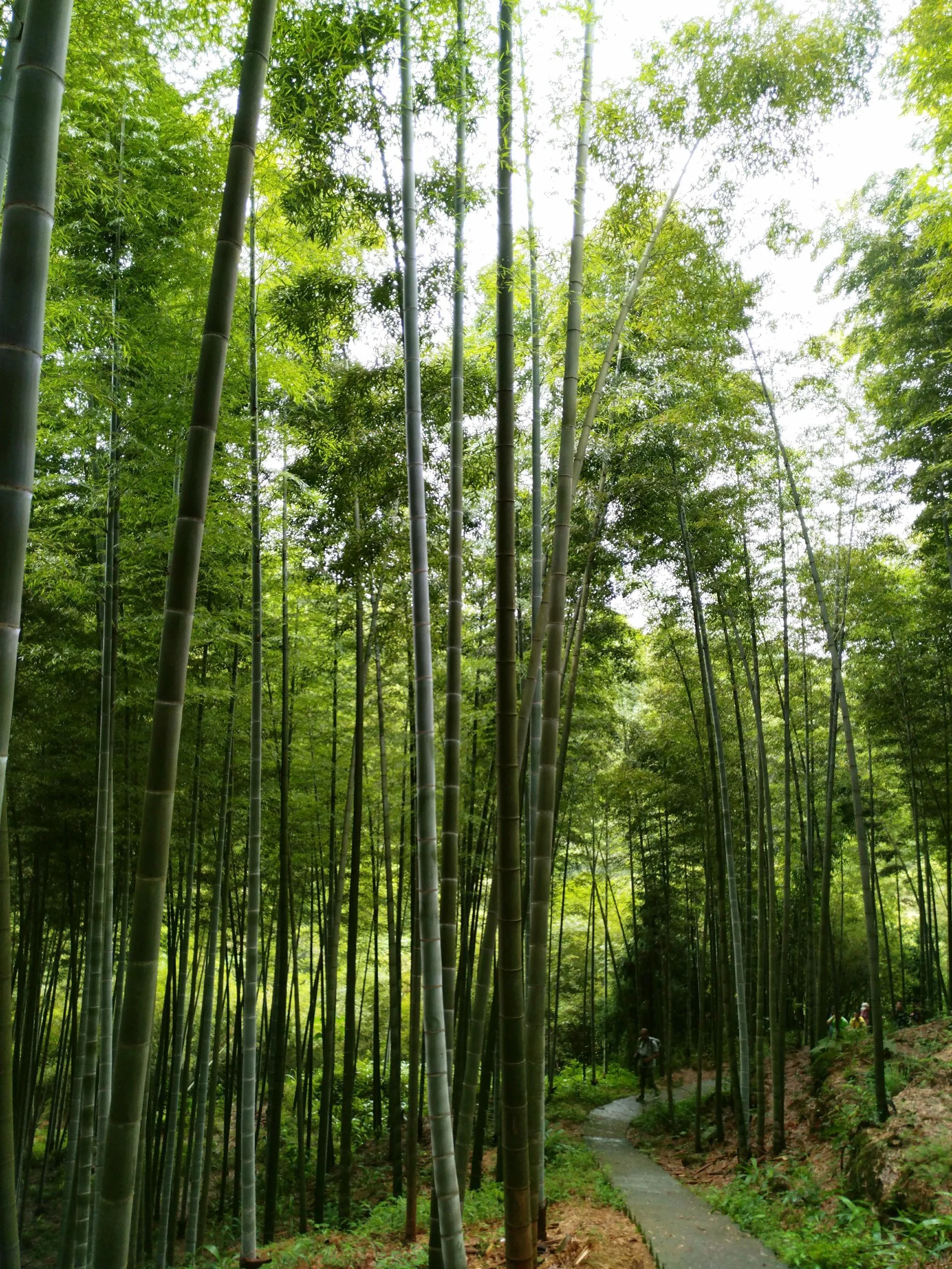 大旺竹海里的“宝藏”:安静沉醉的纳溪风景,有竹亦有酒