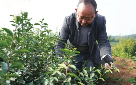 追着芽头开采 纳溪特早茶 一出车间就飞全国