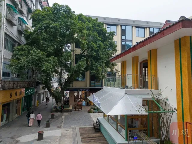 进退之间,宜宾百年古树下飘出咖啡香(图4) 4.jpg